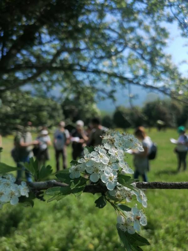 Alla Scoperta delle Erbe - Corso di riconoscimento e utilizzo delle erbe spontanee